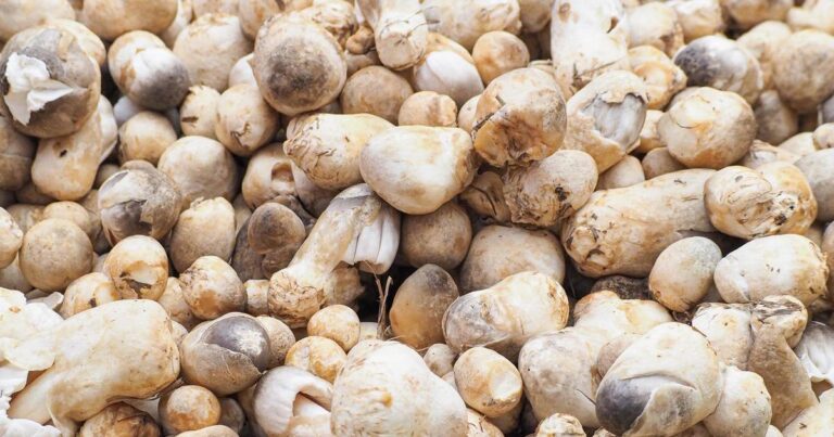 Many Mushroom Stock